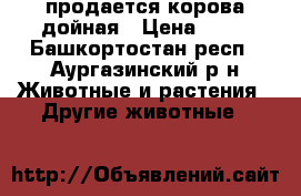 продается корова дойная › Цена ­ 45 - Башкортостан респ., Аургазинский р-н Животные и растения » Другие животные   